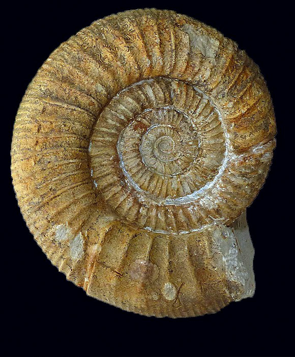 Een vleugje prehistorie in je wijn Een vleugje prehistorie in je wijn